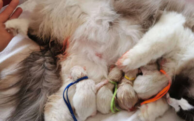 Ragdoll kittens geboren op 22 maart 2022