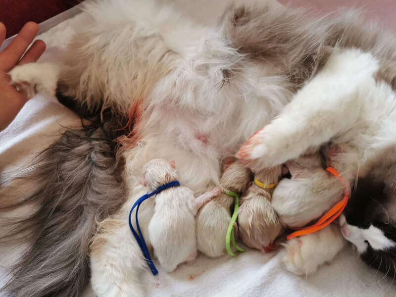 geboorte kittens