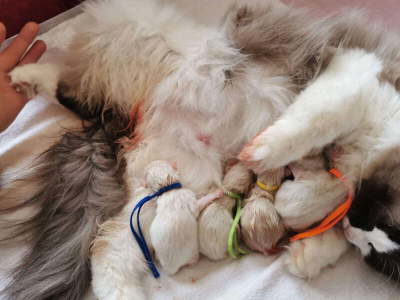 Ragdoll kittens geboren op 22 maart 2022