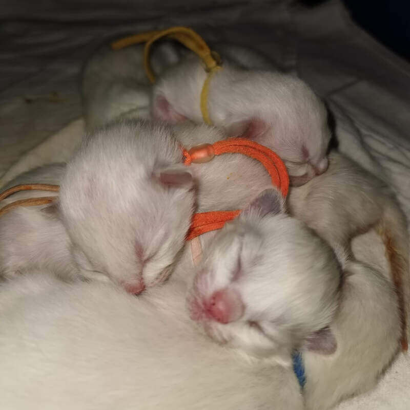 Pas geboren kittens met ID-bandjes van Kingdom for Cats and Dogs