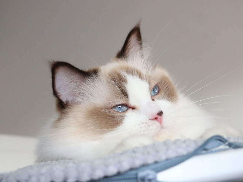 Chocolate point bicolor Ragdoll girl