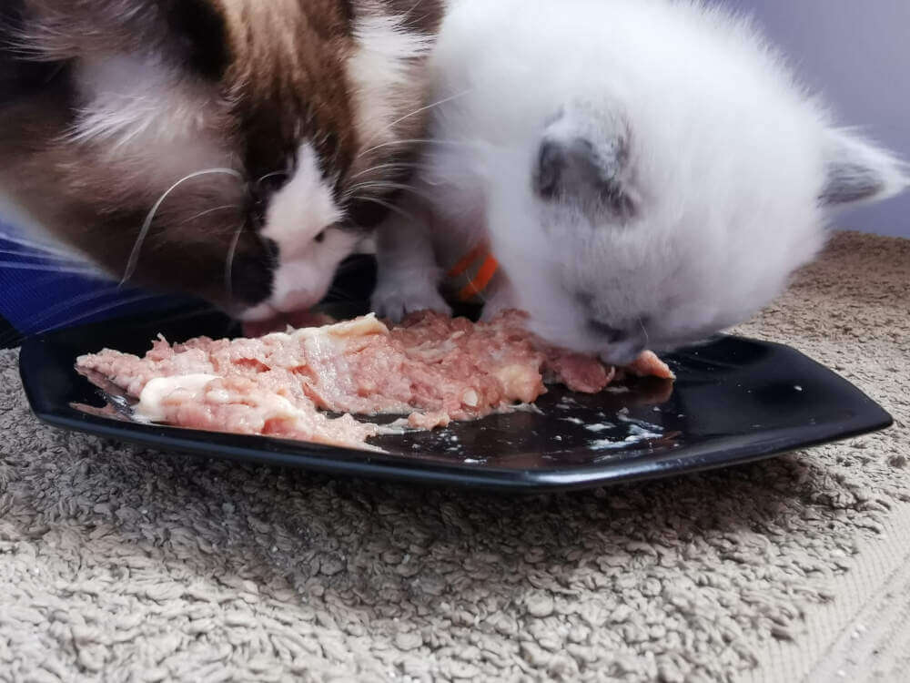 kitten eerste hapjes vast voedsel