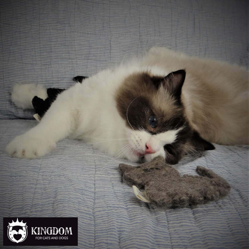 chocolate poin bicolor ragdoll poes