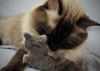 RW SGC AllWeNeedIs Come On Over aka Cosmo met wollen kattenspeeltje met catnip