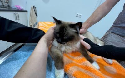 Poes Essence overleden