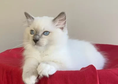 blue point mitted Ragdoll kitten van 12 weken