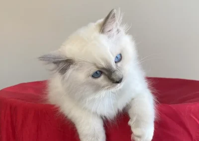blue point mitted Ragdoll kitten van 12 weken