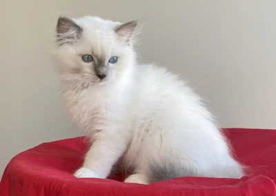 blue point mitted Ragdoll kitten van 12 weken