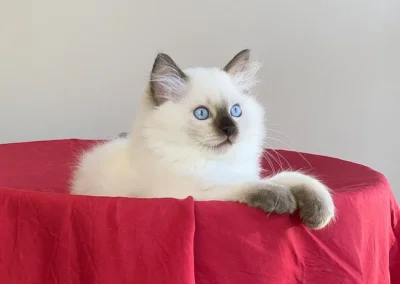 seal color point Ragdoll kitten van 12 weken