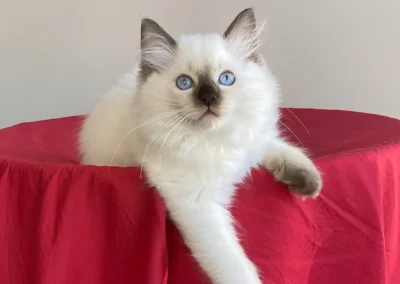 seal color point Ragdoll kitten van 12 weken
