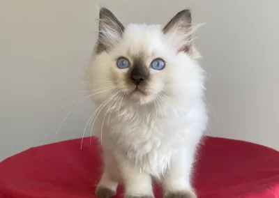 seal color point Ragdoll kitten van 12 weken