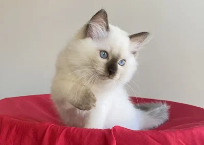 seal color point Ragdoll kitten van 12 weken