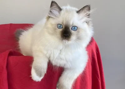 seal point mitted Ragdoll kitten van 12 weken