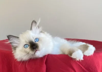 seal point mitted Ragdoll kitten van 12 weken