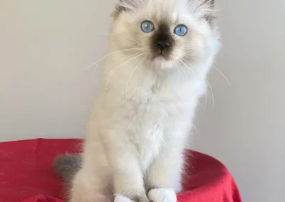 seal point mitted Ragdoll kitten van 12 weken