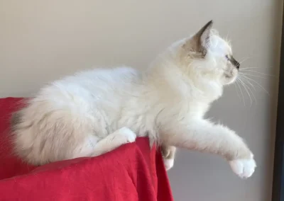 seal point mitted Ragdoll kitten van 12 weken