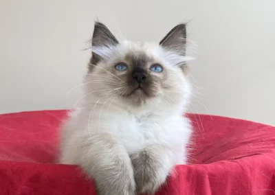 seal color point Ragdoll kitten van 12 weken