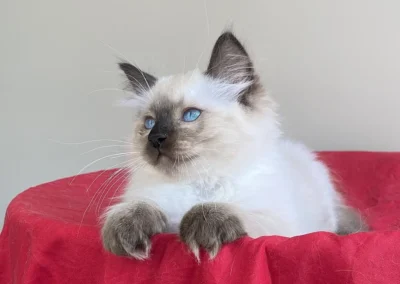 seal color point Ragdoll kitten van 12 weken