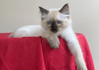 seal color point Ragdoll kitten van 12 weken