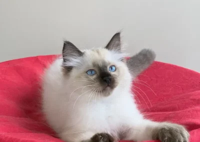 seal color point Ragdoll kitten van 12 weken