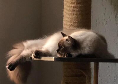 RW SGC AllWeNeedIs Come On Over aka Cosmo 2 jaar.