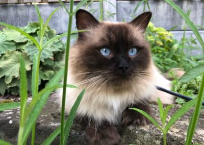 RW SGC AllWeNeedIs Come On Over aka Cosmo 3,5 jaar.