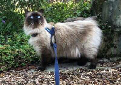 RW SGC AllWeNeedIs Come On Over aka Cosmo 3,5 jaar.