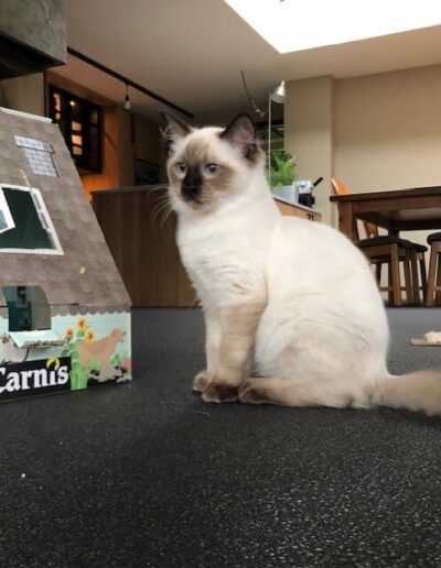 AllWeNeedIs Incoming Superstar aka “Isar” Seal colorpoint katertje van 5 mnd