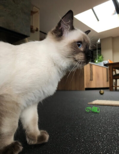 AllWeNeedIs Incoming Superstar aka “Isar” Seal colorpoint katertje van 5 mnd