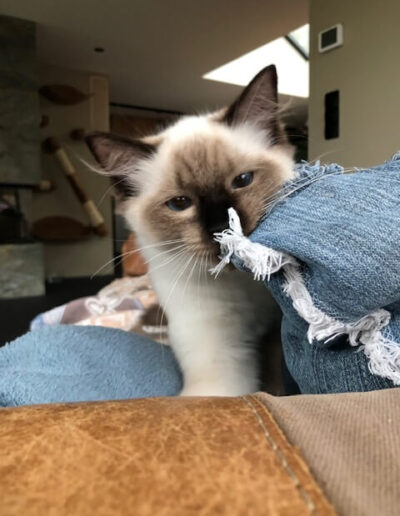 AllWeNeedIs Incoming Superstar aka “Isar” Seal colorpoint katertje van 5 mnd