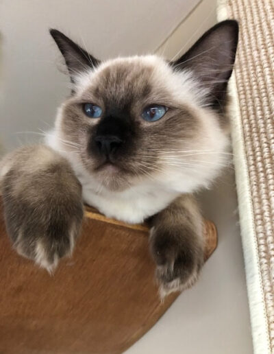 AllWeNeedIs Incoming Superstar aka “Isar” Seal colorpoint katertje van 5 mnd