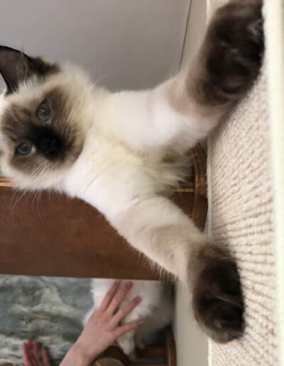 All We Need Is Incoming Superstar aka “Isar” Seal colorpoint katertje is samen met zijn mama Gaby op zoek naar een gouden mandje.