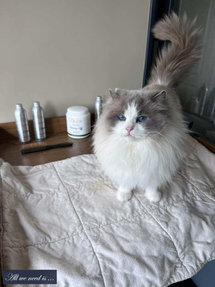 Ragdoll poes Whitney op de groom tafel