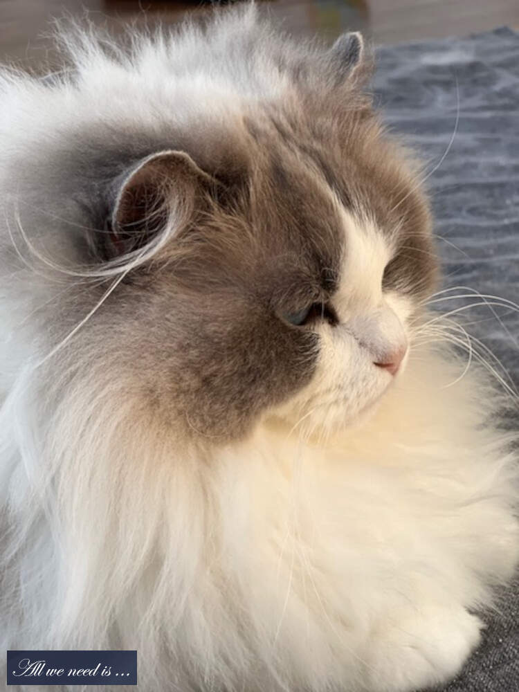 Blue point bicolor Ragdoll poes van 3 jaar