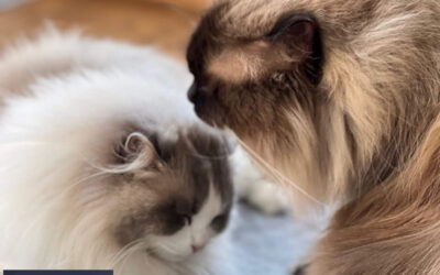 Nog één allerlaatste nestje All We Need Is Ragdoll kittens