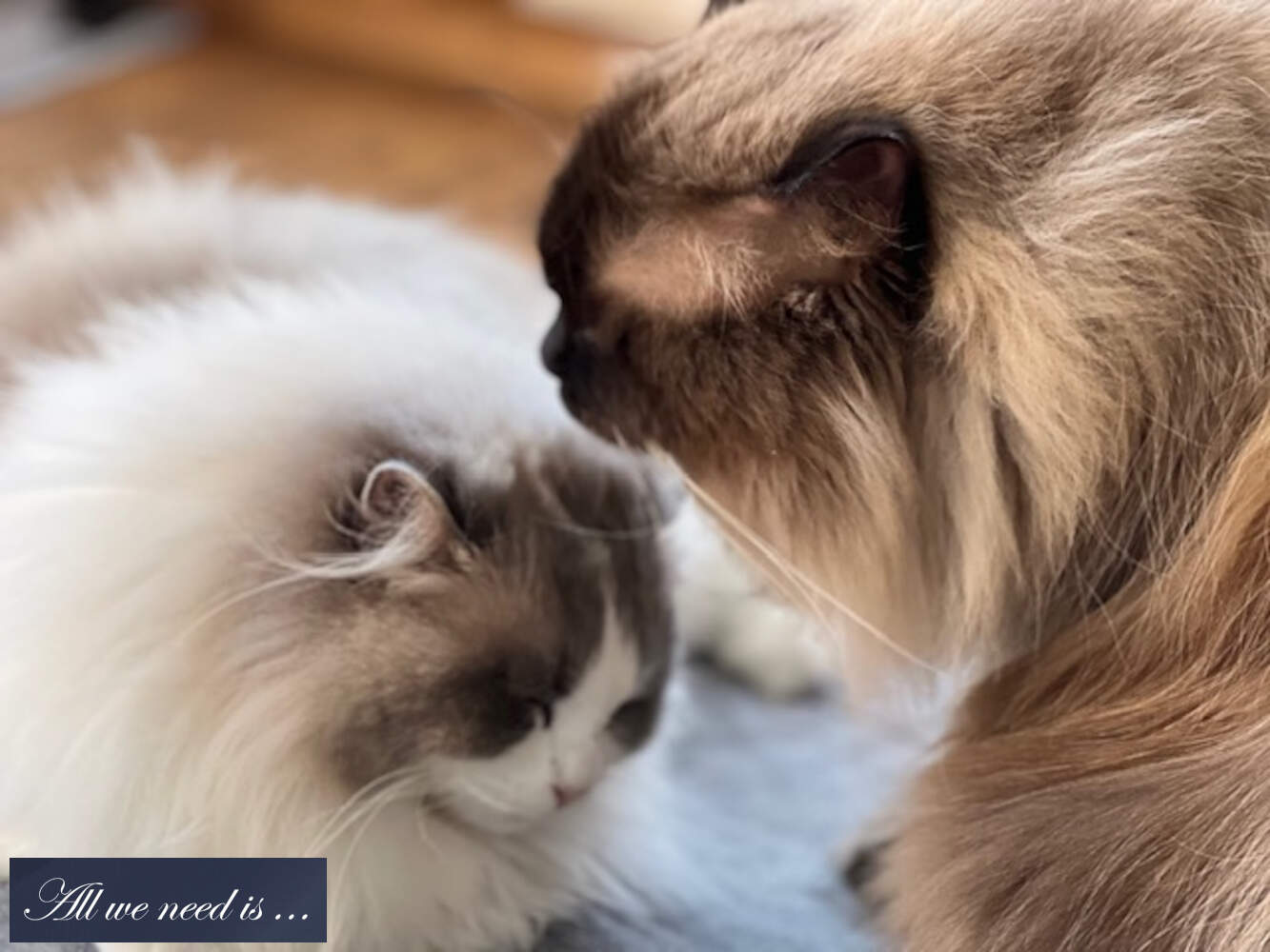 Whitney 3 jaar en Cosmo Ragdoll poes Whitney met kater Cosmo