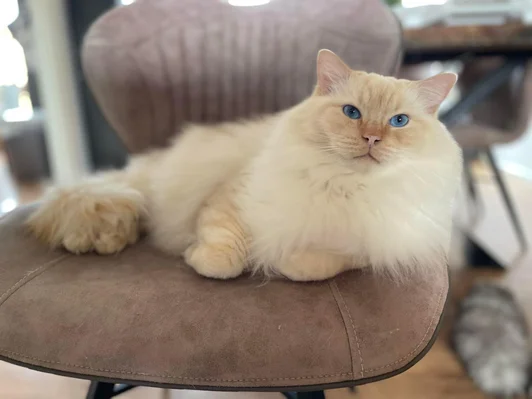 Red point Ragdoll kater op stoel.